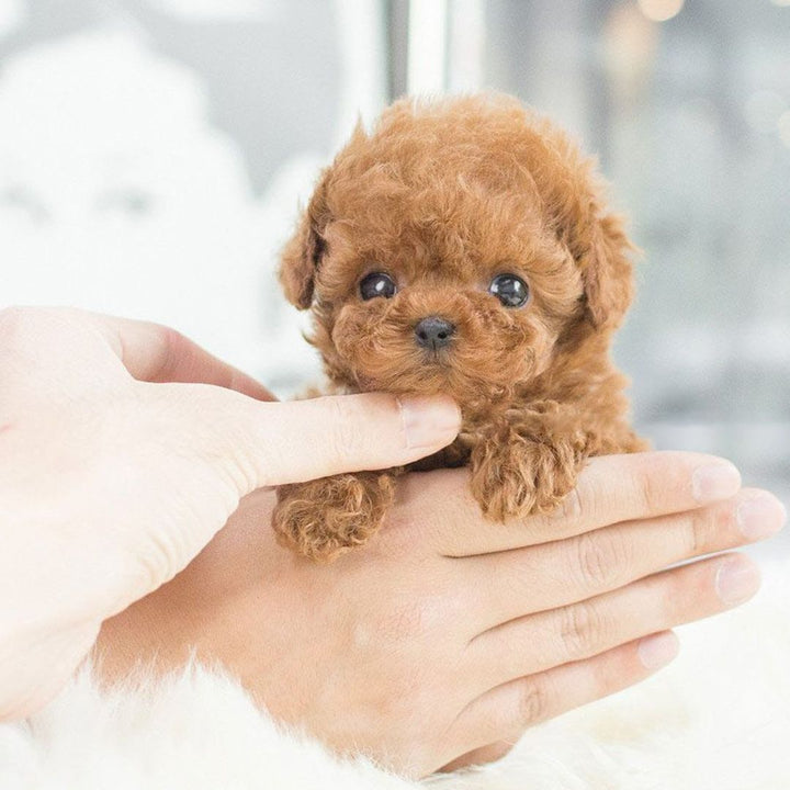 Realistic interactive robot puppy with lifelike features, expressive eyes, and soft texture for home companionship.