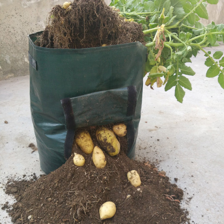 "Reusable potato planting grow bag with window, black or green, durable fabric, ideal for small gardens, easy potato harvesti