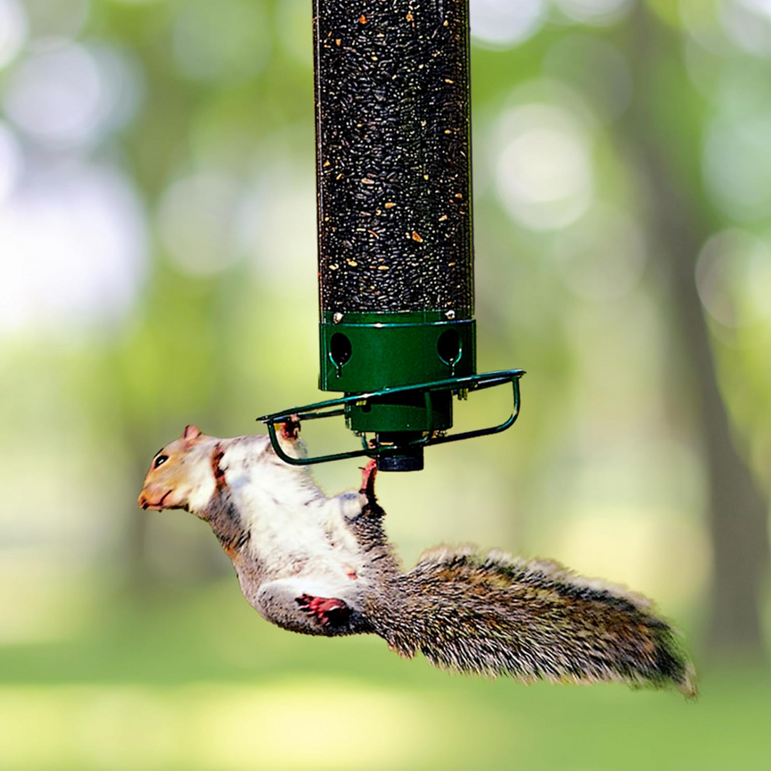Squirrel proof metal bird feeder, heavy-duty design, stylish and functional for gardens, resists squirrels and weather.