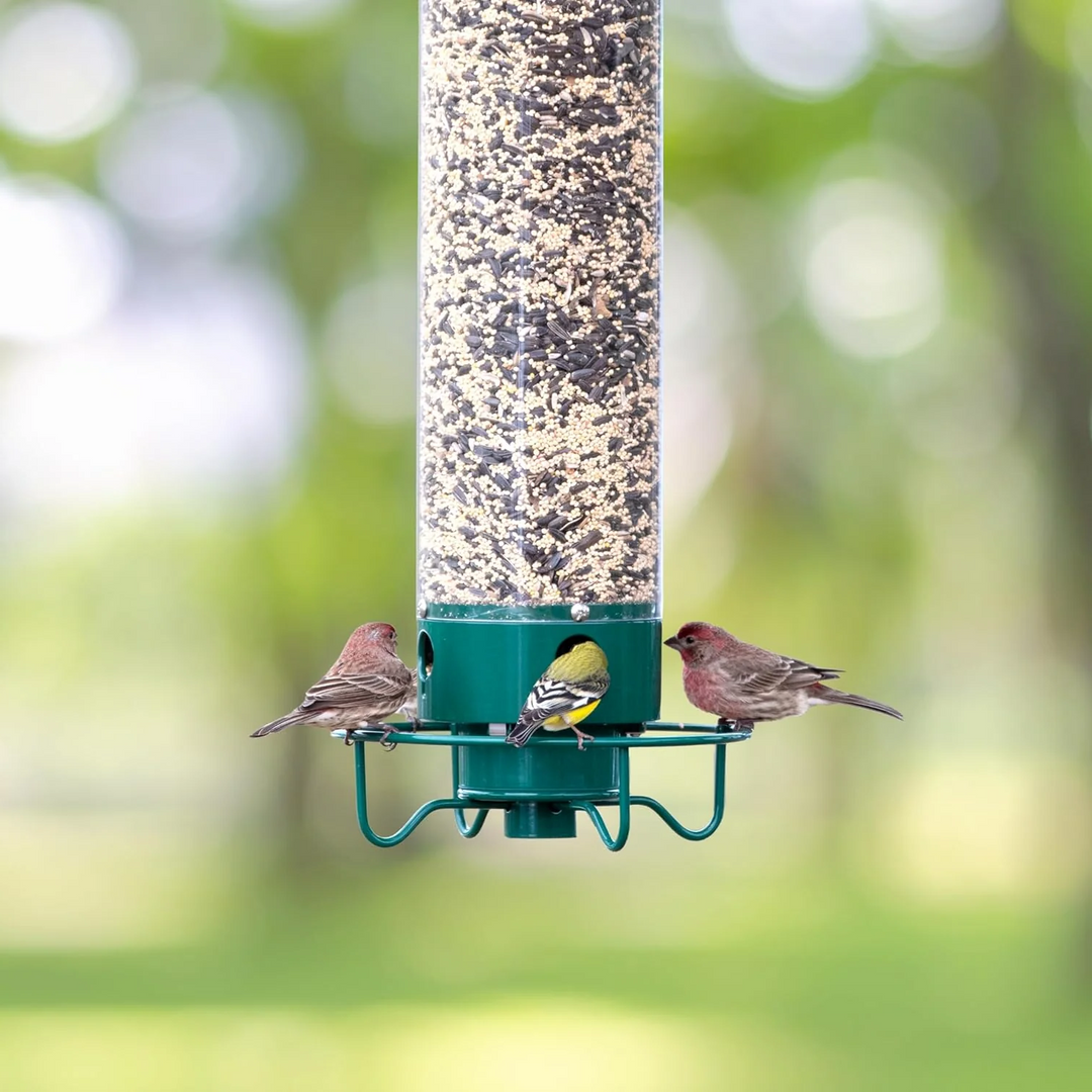Squirrel proof metal bird feeder, heavy-duty design, stylish and functional for gardens, resists squirrels and weather.