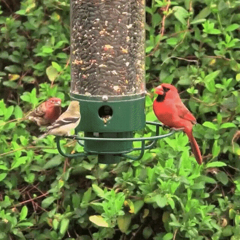 Squirrel proof metal bird feeder, heavy-duty design, stylish and functional for gardens, resists squirrels and weather.