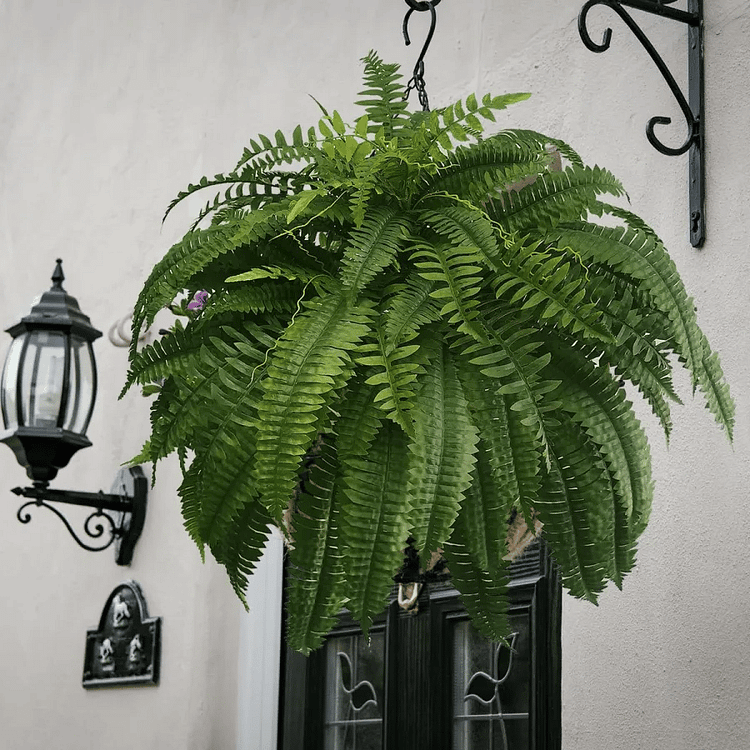 "UV-resistant faux Boston fern, lush greenery for outdoor décor, detailed realistic leaves, ideal for gardens and patios."