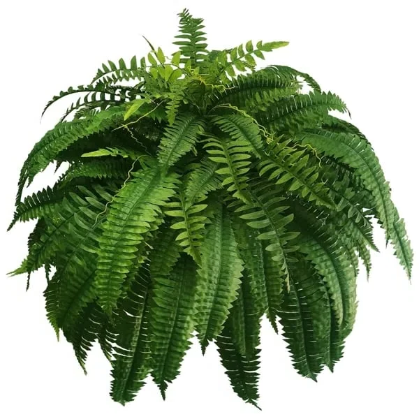 "UV-resistant faux Boston fern, lush greenery for outdoor décor, detailed realistic leaves, ideal for gardens and patios."